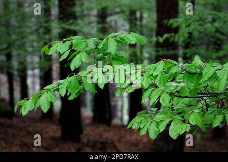 Feuilles vertes d'un bois sombre profond. Parc national de Peneda Geres, au nord du Portugal. Banque D'Images