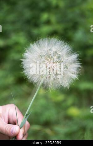 Tragopógon est un grand pissenlit, un genre de plantes herbacées de la famille des Asteraceae. Un homme tient un grand tragopógon sec avec des graines dans sa main Banque D'Images