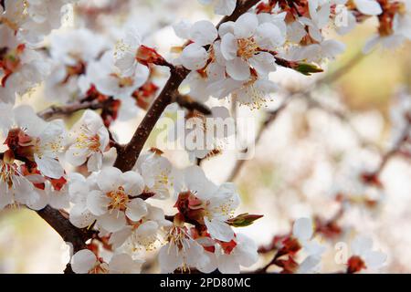 Belle fleur de pommier de printemps sur les branches d'arbre dans le jardin au printemps, beau fond vert. Pommier à fleurs Banque D'Images