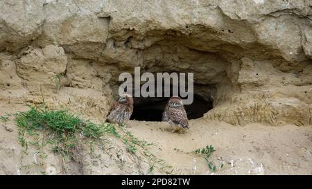 Les Little Owls dans une grotte dans le delta du Danube de Roumanie Banque D'Images