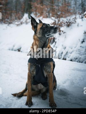 Un berger allemand vêtu assis sur la neige dans une forêt enneigée Banque D'Images