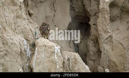 Les Little Owls dans une grotte dans le delta du Danube de Roumanie Banque D'Images