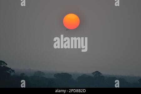 Oiseau volant dans le lever du soleil orange au-dessus de la rivière Sabie, parc national Kruger, Afrique du Sud Banque D'Images