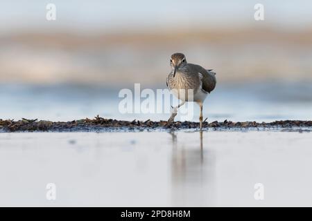 Les échassiers ou les oiseaux de rivage, le Sandpiper commun (Actitis hypoleucos). Banque D'Images