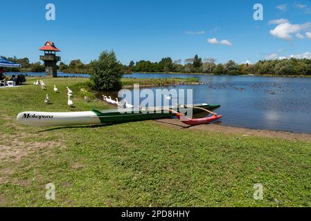 Henley Lake Park à Masterton, en Nouvelle-Zélande, lors d'une journée d'été. Canoë traditionnel en saillie au bord du lac. Tour d'observation des oiseaux et oies Banque D'Images