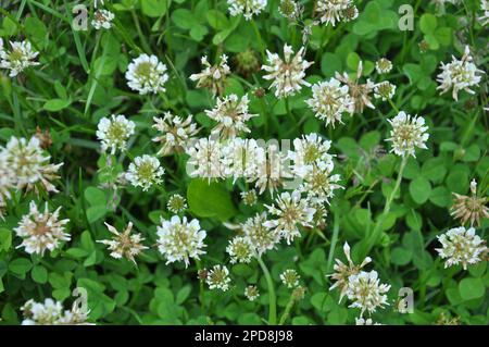 Dans la nature, le trèfle blanc rampant (Trifolium repens) fleurit Banque D'Images