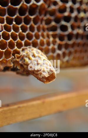 Une chambre queen ouverte d'où a émergé une abeille queen nouveau-né Banque D'Images