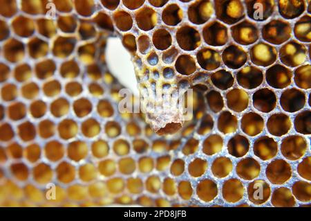 Une chambre queen ouverte d'où a émergé une abeille queen nouveau-né Banque D'Images