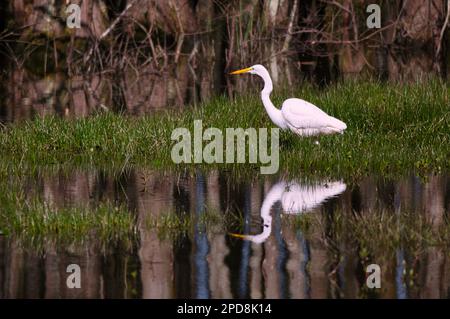 Un grand Egret, Ardea alba, traque soigneusement les proies dans un marais de la réserve naturelle de Noxubee. Banque D'Images