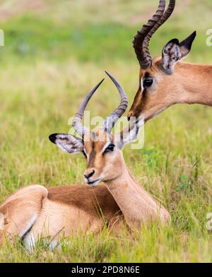 Les antilopes d'Impala se trouvent dans le refuge faunique de Mlilwane, une réserve de gibier au Swaziland Banque D'Images