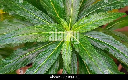 Un gros plan du dessous d'une grande plante avec un feuillage vert vif Banque D'Images