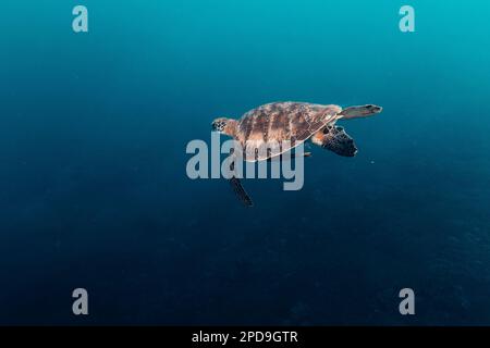 Une belle tortue de mer glisse à travers un océan bleu paisible Banque D'Images