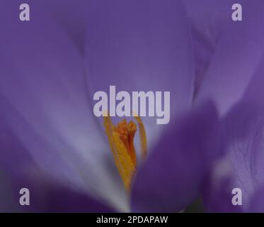 Photographie macro de crocus au printemps Banque D'Images