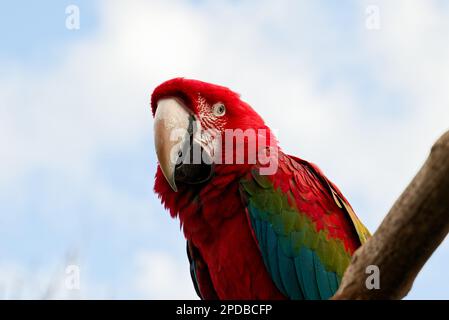 Scarlett Macaw perroquet d'oiseau regardant curieux Banque D'Images
