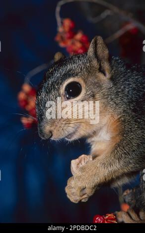 Un écureuil renard de l'est tenant une noix vue de côté rapprochée souriante encadrée par des baies amères orange, Missouri, USA Banque D'Images
