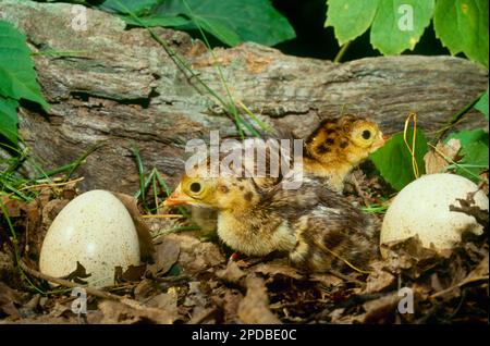 Poults de dinde, dindes de bébé, nouvellement éclos obtenir leurs roulements et plus d'oeufs à observer dans une forêt du Missouri, États-Unis Banque D'Images