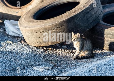 Un chat près de vieux pneus dans la rue. Ville de Valentica, Bahia. Banque D'Images