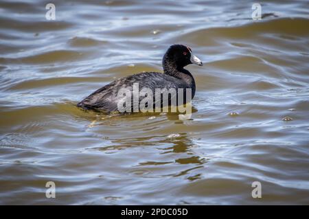 Gros plan de Black American Crat Bird Swimming dans l'eau au lac Banque D'Images