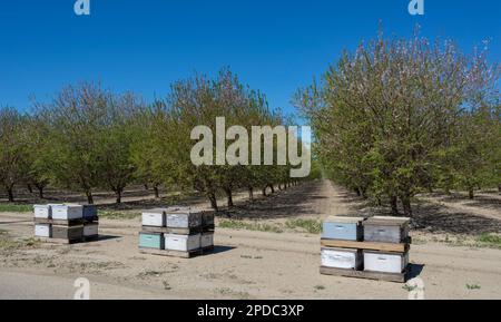 Ruches dans un verger d'amandiers près de la fin de la floraison les abeilles sont cruciales pour la pollinisation des cultures Banque D'Images