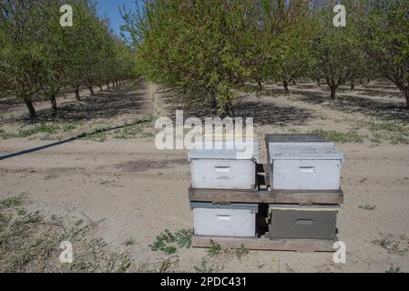 Pollinisation des ruches d'abeilles dans un verger d'amandiers près de la fin de la floraison dans le comté de Fresno, en Californie Banque D'Images