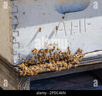 Pollinisation des abeilles sur la ruche dans un verger d'amandiers du comté de Fresno, en Californie Banque D'Images