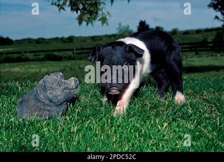 Un mignon porcelet noir et blanc de Hampshire debout dans l'herbe dans une maison rurale regardant une statue de porc, 'êtes-vous mon ami?', Missouri, Etats-Unis Banque D'Images