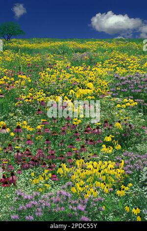 Une prairie idyllique et glorieuse qui fleurit le jour de l'été avec des susans à yeux noirs, des fleurs de conée et du trèfle, Missouri, États-Unis Banque D'Images