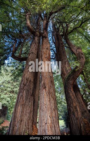 Une forêt côtière de séquoias près de fort Bragg, en Californie Banque D'Images