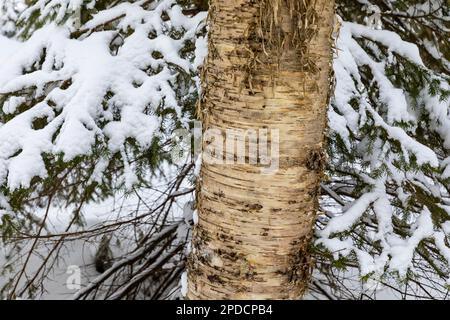 Yellow Birch Trunk et Balsam Fir Bungs pistes de ski de Munising à Pictured Rocks National Lakeshore, Munising, Upper Peninsula, Michigan, États-Unis Banque D'Images