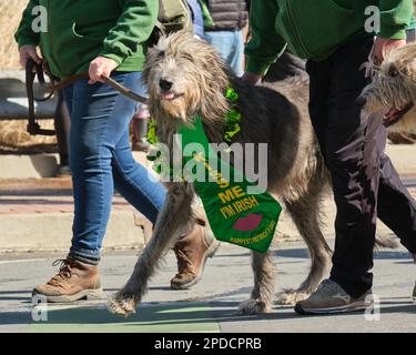 Parade de la Saint-Patrick : chien de chasse irlandais avec un Kiss Me je suis cravate irlandaise dans le cadre de la parade . Halifax, Canada, mars 2023 Banque D'Images