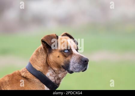 Portrait en gros plan du chien caleçon husky avec les yeux bleus isolés sur un arrière-plan flou Banque D'Images