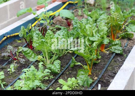 Pousses de blettes suisses feuillues aux couleurs vives poussant dans une serre Banque D'Images