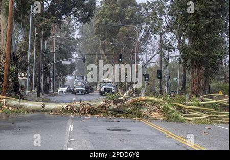 Burlingame, États-Unis. 14th mars 2023. Un arbre, soufflé par des vents de 50 MPH, bloque El Camino Real à Burlingame, Californie, mardi, 14 mars 2023. Des vents violents et une rivière atmosphérique ont frappé l'État au cours des dernières 24 heures. Photo de Terry Schmitt/UPI crédit: UPI/Alay Live News Banque D'Images