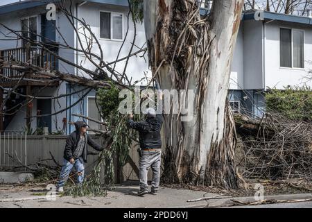 Burlingame, États-Unis. 14th mars 2023. Les travailleurs débadent les débris et les membres des arbres après des vents de 50 km/h ont fait des naufrages le long d'El Camino Real à Burlingame, en Californie, mardi, 14 mars 2023. Au moins 275 000 résidents sont sans pouvoir comme des vents ferces et une rivière atmosphérique hve battue l'état dans les dernières 24 heures. Photo de Terry Schmitt/UPI crédit: UPI/Alay Live News Banque D'Images