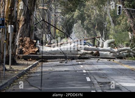 Burlingame, États-Unis. 14th mars 2023. Un arbre et des lignes électriques soufflées par des vents de 50 MPH, bloquer El Camino Real à Burlingame, Californie, mardi, 14 mars 2023. Au moins 275 000 irésidentes sont sans pouvoir comme des vents ferces et une rivière atmosphérique hve battue l'état dans les dernières 24 heures. Photo de Terry Schmitt/UPI crédit: UPI/Alay Live News Banque D'Images