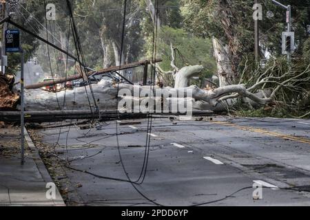 Burlingame, États-Unis. 14th mars 2023. Un arbre et des lignes électriques soufflées par des vents de 50 MPH, bloquer El Camino Real à Burlingame, Californie, mardi, 14 mars 2023. Au moins 275 000 irésidentes sont sans pouvoir comme des vents ferces et une rivière atmosphérique hve battue l'état dans les dernières 24 heures. Photo de Terry Schmitt/UPI crédit: UPI/Alay Live News Banque D'Images