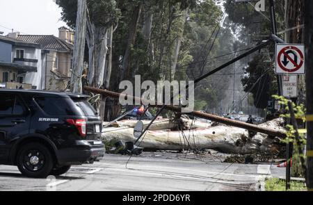 Burlingame, États-Unis. 14th mars 2023. Un arbre et des lignes électriques, soufflées par des vents de 50 MPH, bloque El Camino Real à Burlingame, Californie, mardi, 14 mars 2023. Au moins 275 000 irésidentes sont sans pouvoir comme des vents ferces et une rivière atmosphérique hve battue l'état dans les dernières 24 heures. Photo de Terry Schmitt/UPI crédit: UPI/Alay Live News Banque D'Images