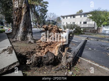 Burlingame, États-Unis. 14th mars 2023. Un arbre et des lignes électriques soufflées par des vents de 50 MPH, bloquer El Camino Real à Burlingame, Californie, mardi, 14 mars 2023. Au moins 275 000 irésidentes sont sans pouvoir comme des vents ferces et une rivière atmosphérique hve battue l'état dans les dernières 24 heures. Photo de Terry Schmitt/UPI crédit: UPI/Alay Live News Banque D'Images