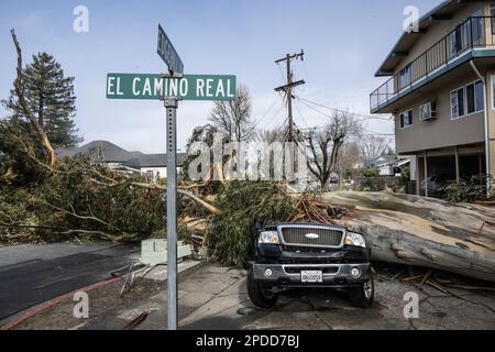 Burlingame, États-Unis. 14th mars 2023. Un arbre, soufflé par des vents de 50 km/h, écrase une voiture garée le long de El Camino Real à Burlingame, en Californie, mardi, 14 mars 2023. Au moins 275 000 irésidentes sont sans pouvoir comme des vents ferces et une rivière atmosphérique hve battue l'état dans les dernières 24 heures. Photo de Terry Schmitt/UPI crédit: UPI/Alay Live News Banque D'Images