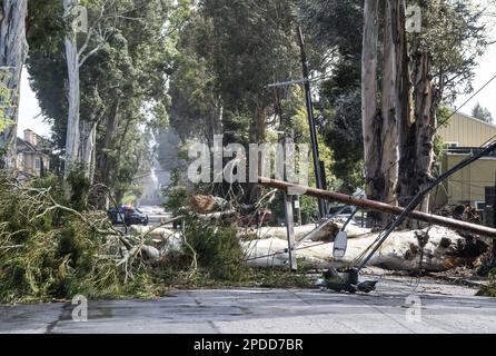 Burlingame, États-Unis. 14th mars 2023. Un arbre et des lignes électriques soufflées par des vents de 50 MPH, bloquer El Camino Real à Burlingame, Californie, mardi, 14 mars 2023. Au moins 275 000 irésidentes sont sans pouvoir comme des vents ferces et une rivière atmosphérique hve battue l'état dans les dernières 24 heures. Photo de Terry Schmitt/UPI crédit: UPI/Alay Live News Banque D'Images