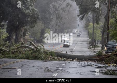 Burlingame, États-Unis. 14th mars 2023. Un arbre, soufflé par des vents de 50 MPH, bloque El Camino Real à Burlingame, Californie, mardi, 14 mars 2023. Des vents violents et une rivière atmosphérique ont frappé l'État au cours des dernières 24 heures. Photo de Terry Schmitt/UPI crédit: UPI/Alay Live News Banque D'Images