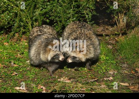 Chien de raton laveur (Nyctereutes procyonoides), deux chiens de raton laveur dans un pré, vue de face, Allemagne Banque D'Images