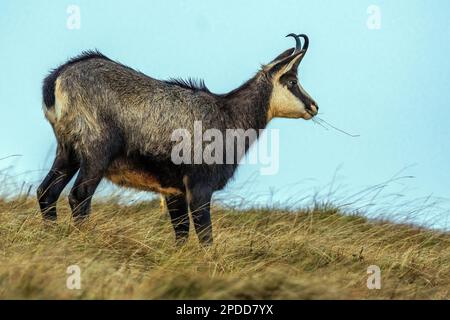 Chamois (Rupicapra rupicapra), chèvre herbe, vue latérale, France, montagnes des Vosges, Le Hohneck Banque D'Images