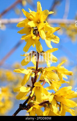 Forsythia (Forsythia commun x intermedia, Forsythia intermedia), la direction générale en fleurs Banque D'Images