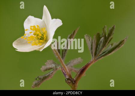 Anemone de bois (Anemone nemorosa), fleur sur fond vert, Allemagne Banque D'Images