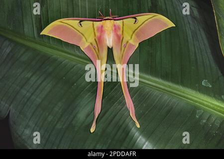 Papillon à esprit rose (Actias rhodopneuma), assis sur une feuille, vue dorsale, Vietnam Banque D'Images