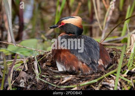 Grebe slavonien (Podiceps auritus), reproduction sur le nid, Suède Banque D'Images