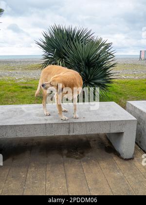 Un chien beige sur un banc de pierre. Le chien a pris place. Sur le remblai de Batumi. Animal curieux. Banque D'Images