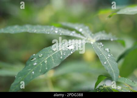 un gros plan de gouttelettes d'eau sur les feuilles de manioc après avoir été exposées à la pluie. concept de photo naturelle. Banque D'Images