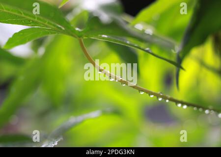 un gros plan de gouttelettes d'eau sur les feuilles de manioc après avoir été exposées à la pluie. concept de photo naturelle. Banque D'Images